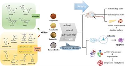 Effect of Different Processing Methods on the Millet Polyphenols and Their Anti-diabetic Potential